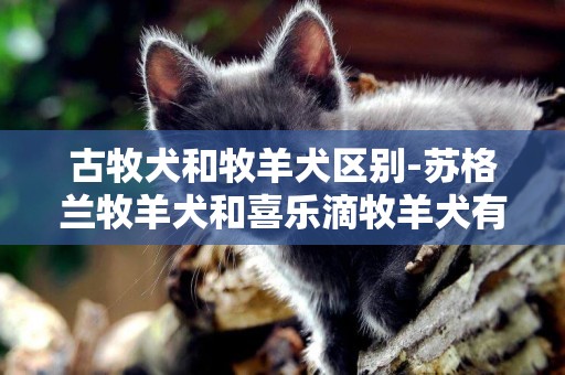 古牧犬和牧羊犬區別-蘇格蘭牧羊犬和喜樂滴牧羊犬有什么區別