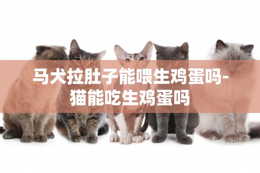 馬犬拉肚子能喂生雞蛋嗎-貓能吃生雞蛋嗎