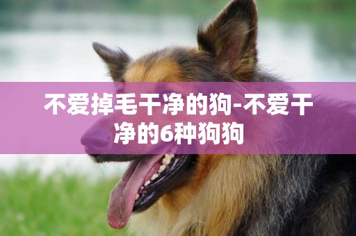 不愛掉毛干凈的狗-不愛干凈的6種狗狗