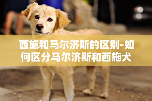 西施和馬爾濟斯的區別-如何區分馬爾濟斯和西施犬