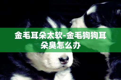 金毛耳朵太軟-金毛狗狗耳朵臭怎么辦