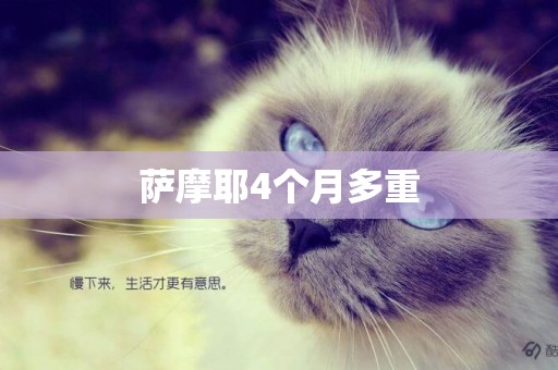 薩摩耶4個月多重