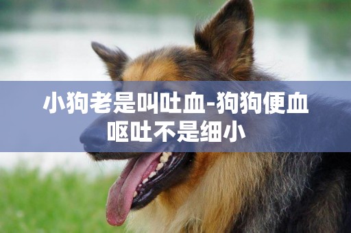 小狗老是叫吐血-狗狗便血嘔吐不是細小