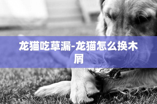 龍貓吃草漏-龍貓怎么換木屑