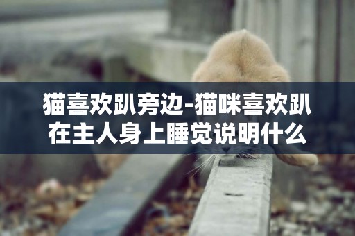 貓喜歡趴旁邊-貓咪喜歡趴在主人身上睡覺說明什么
