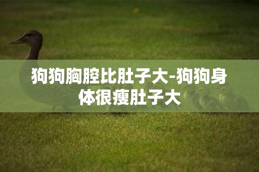 狗狗胸腔比肚子大-狗狗身體很瘦肚子大