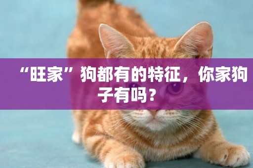 “旺家”狗都有的特征，你家狗子有嗎？