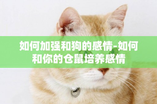 如何加強和狗的感情-如何和你的倉鼠培養感情