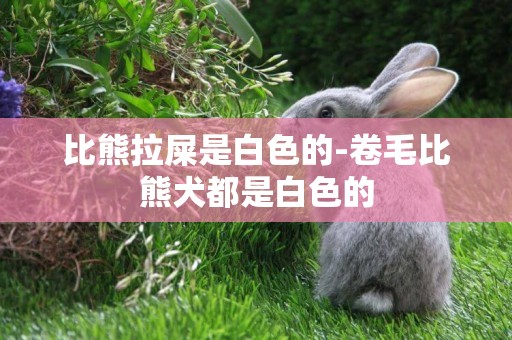 比熊拉屎是白色的-卷毛比熊犬都是白色的