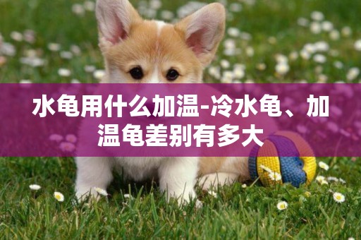 水龜用什么加溫-冷水龜、加溫龜差別有多大