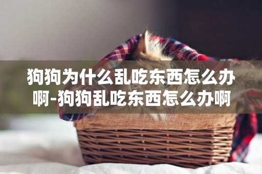 狗狗為什么亂吃東西怎么辦啊-狗狗亂吃東西怎么辦啊