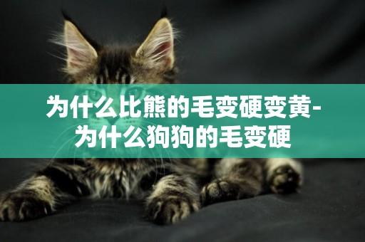 為什么比熊的毛變硬變黃-為什么狗狗的毛變硬