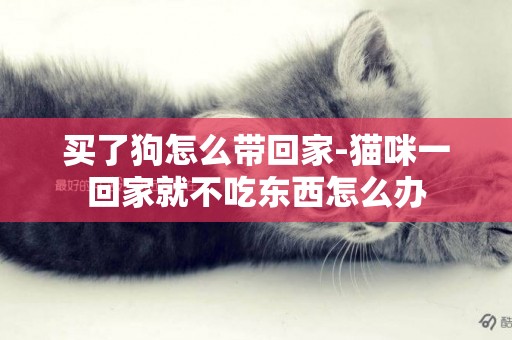 買了狗怎么帶回家-貓咪一回家就不吃東西怎么辦