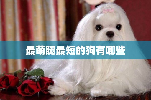 最萌腿最短的狗有哪些