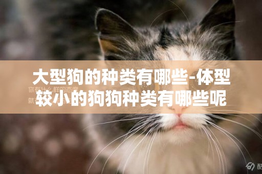 大型狗的種類有哪些-體型較小的狗狗種類有哪些呢