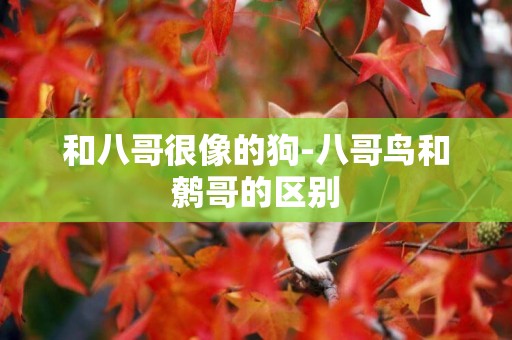 和八哥很像的狗-八哥鳥和鷯哥的區別