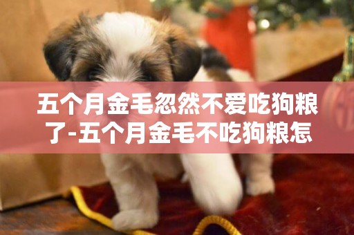 五個月金毛忽然不愛吃狗糧了-五個月金毛不吃狗糧怎么辦