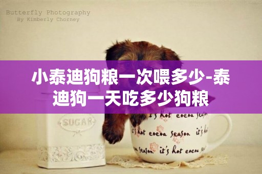 小泰迪狗糧一次喂多少-泰迪狗一天吃多少狗糧
