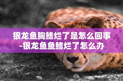 銀龍魚胸鰭爛了是怎么回事-銀龍魚魚鰭爛了怎么辦