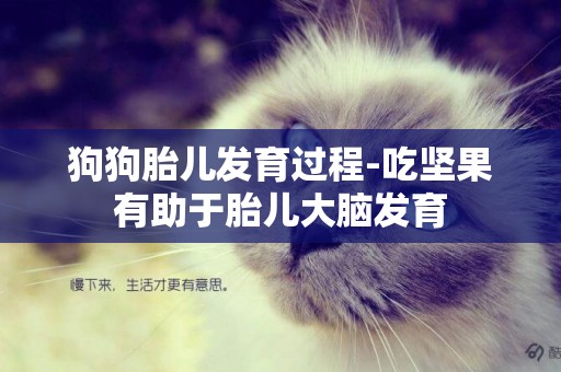 狗狗胎兒發育過程-吃堅果有助于胎兒大腦發育