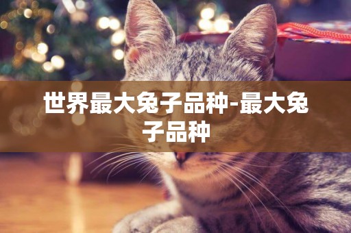 世界最大兔子品種-最大兔子品種