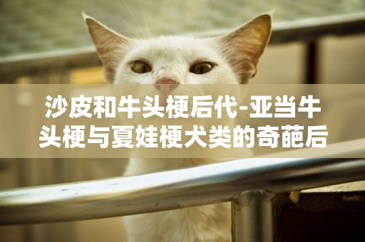沙皮和牛頭梗后代-亞當牛頭梗與夏娃梗犬類的奇葩后代牛頭梗