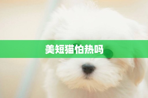 美短貓怕熱嗎