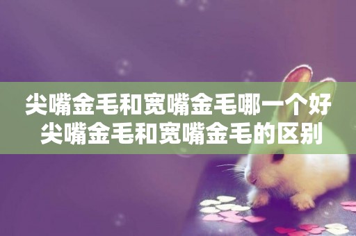 尖嘴金毛和寬嘴金毛哪一個好 尖嘴金毛和寬嘴金毛的區別