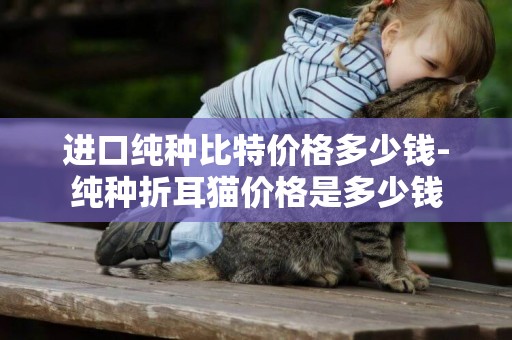 進口純種比特價格多少錢-純種折耳貓價格是多少錢