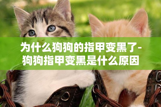為什么狗狗的指甲變黑了-狗狗指甲變黑是什么原因