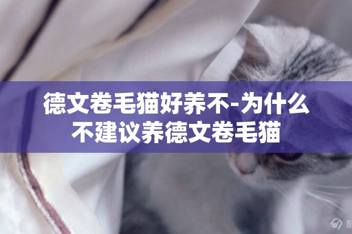 德文卷毛貓好養不-為什么不建議養德文卷毛貓