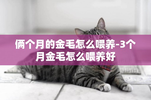 倆個月的金毛怎么喂養-3個月金毛怎么喂養好