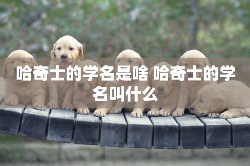 哈奇士的學名是啥 哈奇士的學名叫什么