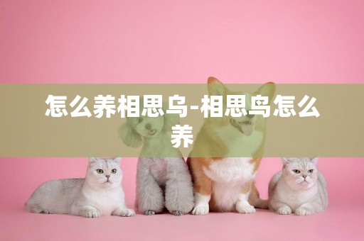 怎么養相思烏-相思鳥怎么養