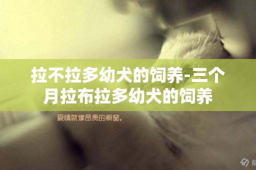 拉不拉多幼犬的飼養-三個月拉布拉多幼犬的飼養