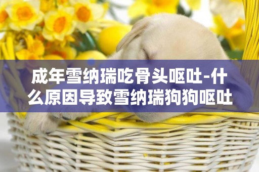 成年雪納瑞吃骨頭嘔吐-什么原因導致雪納瑞狗狗嘔吐呢