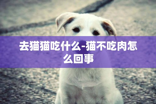 去貓貓吃什么-貓不吃肉怎么回事