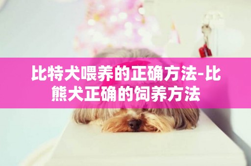 比特犬喂養的正確方法-比熊犬正確的飼養方法