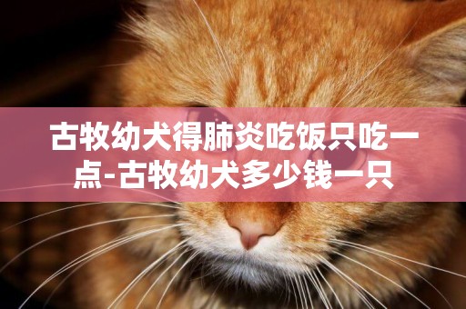 古牧幼犬得肺炎吃飯只吃一點-古牧幼犬多少錢一只