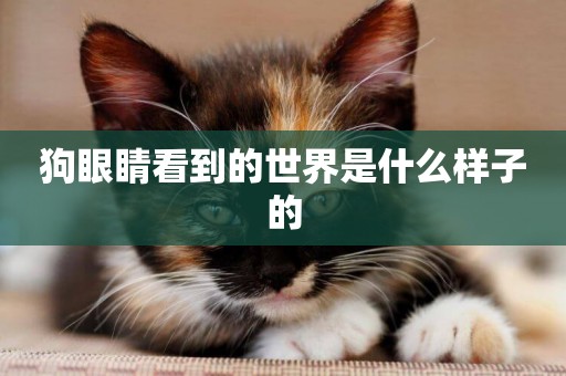 狗眼睛看到的世界是什么樣子的