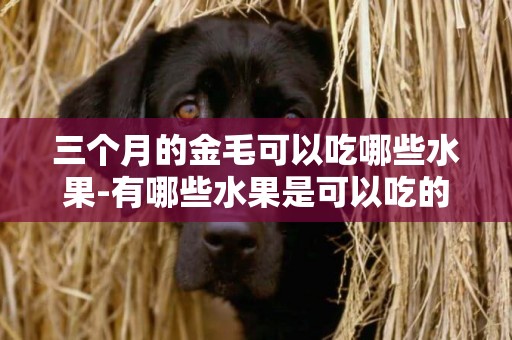 三個月的金毛可以吃哪些水果-有哪些水果是可以吃的