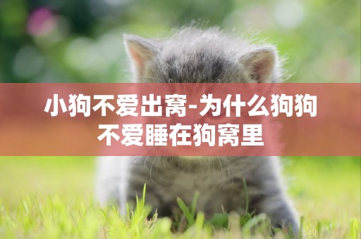 小狗不愛出窩-為什么狗狗不愛睡在狗窩里