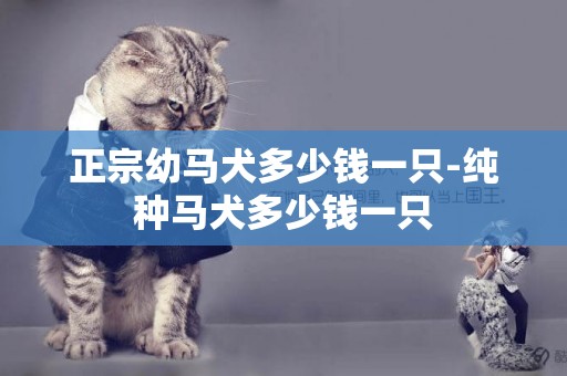 正宗幼馬犬多少錢一只-純種馬犬多少錢一只