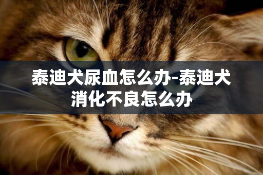 泰迪犬尿血怎么辦-泰迪犬消化不良怎么辦