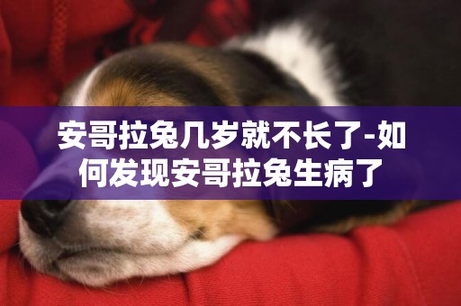 安哥拉兔幾歲就不長了-如何發現安哥拉兔生病了