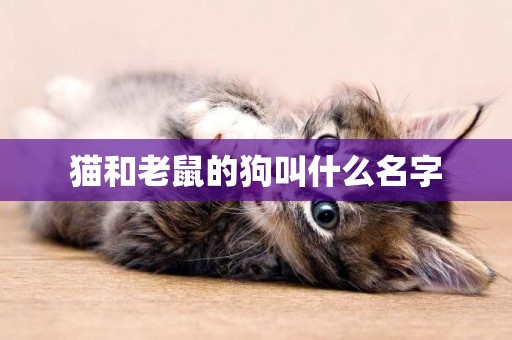 貓和老鼠的狗叫什么名字