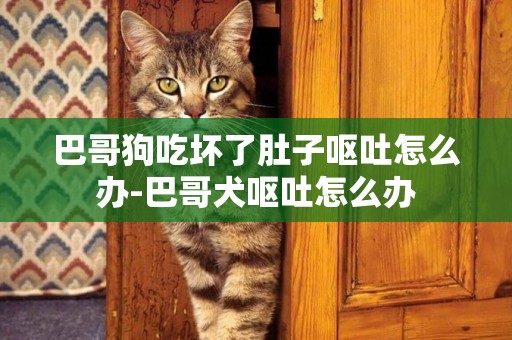 巴哥狗吃壞了肚子嘔吐怎么辦-巴哥犬嘔吐怎么辦