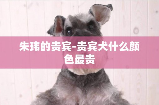 朱瑋的貴賓-貴賓犬什么顏色最貴