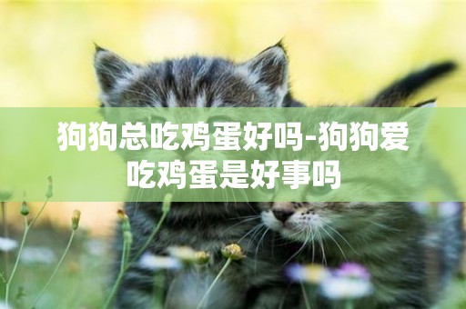 狗狗總吃雞蛋好嗎-狗狗愛吃雞蛋是好事嗎