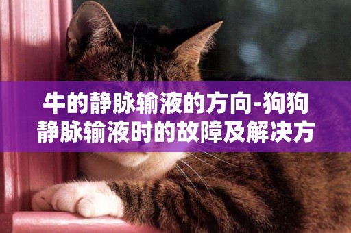 牛的靜脈輸液的方向-狗狗靜脈輸液時的故障及解決方法